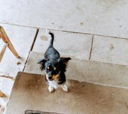 Lost Female Dog last seen Valley & Mt. Vernon , Colton, CA 92324