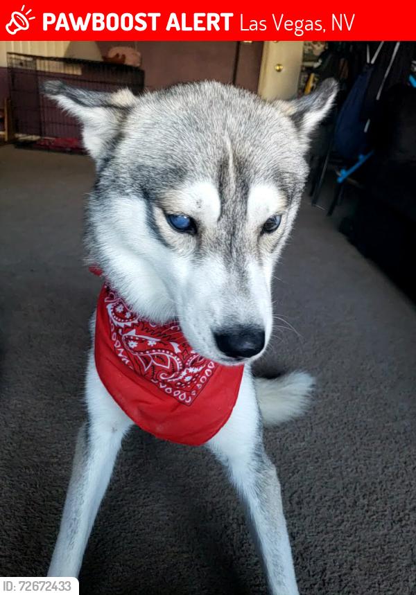 Lost Male Dog last seen Mojave and Washington , Las Vegas, NV 89101