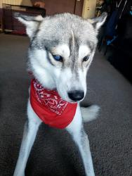 Lost Male Dog last seen Mojave and Washington , Las Vegas, NV 89101