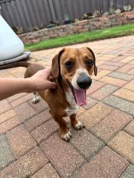 Found/Stray Male Dog last seen Canyon Gate , Katy, TX 77450