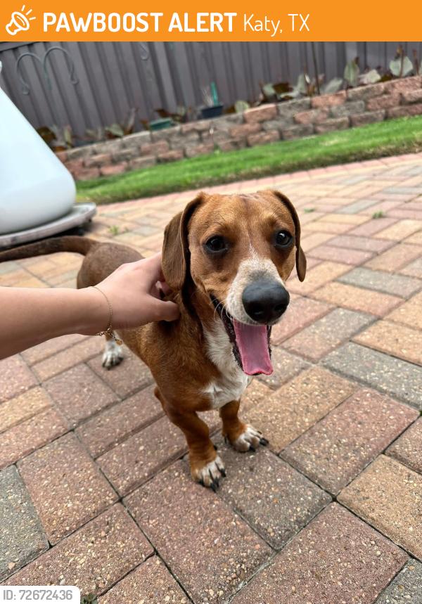 Found/Stray Male Dog last seen Canyon Gate , Katy, TX 77450