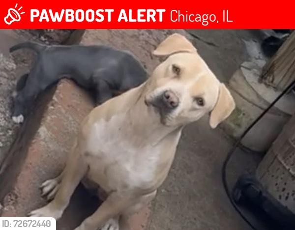 Lost Female Dog last seen Near s wood, Chicago, IL 60620
