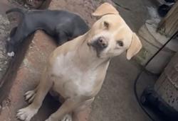 Lost Female Dog last seen Near s wood, Chicago, IL 60620