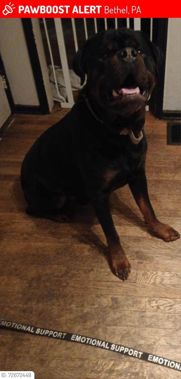 Lost Male Dog last seen Unknown, Bethel, PA 19507