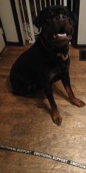 Lost Male Dog last seen Unknown, Bethel, PA 19507