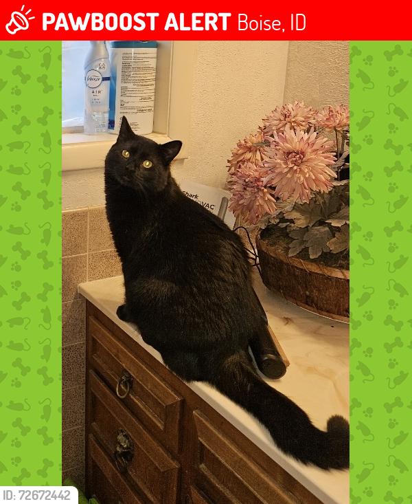 Lost Male Cat last seen Northview by winstead park, Boise, ID 83704