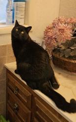 Lost Male Cat last seen Northview by winstead park, Boise, ID 83704