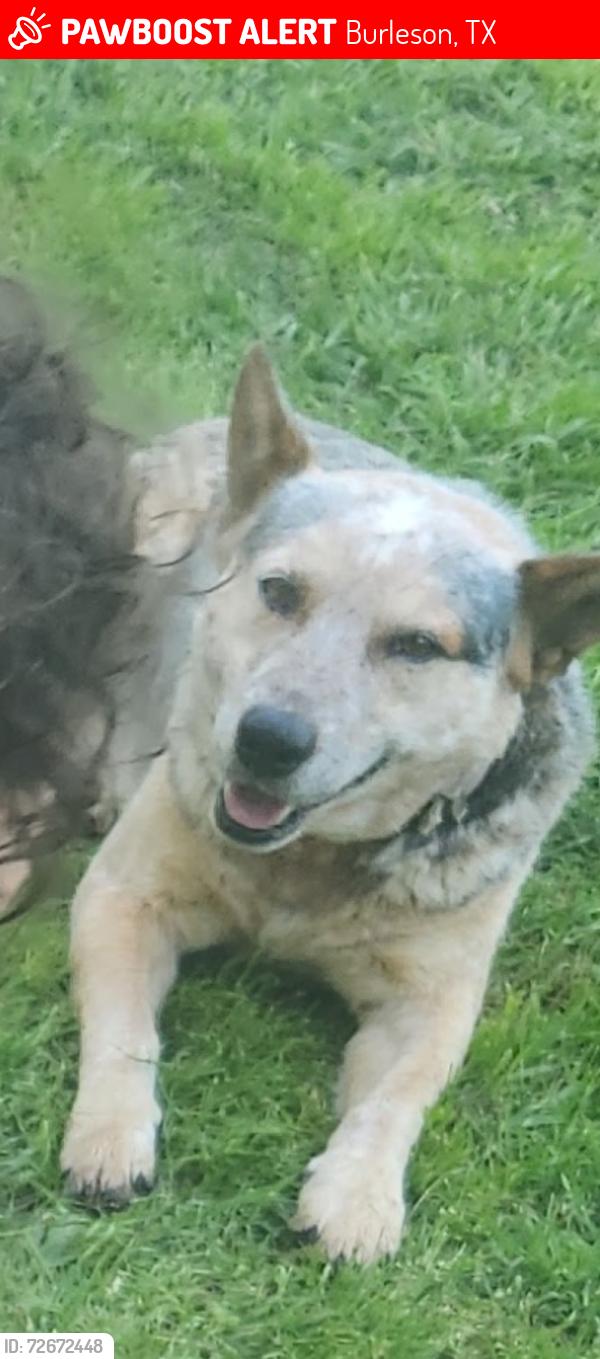 Lost Male Dog last seen CR 527 Burleson Tx, Burleson, TX 76028