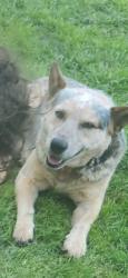 Lost Male Dog last seen CR 527 Burleson Tx, Burleson, TX 76028