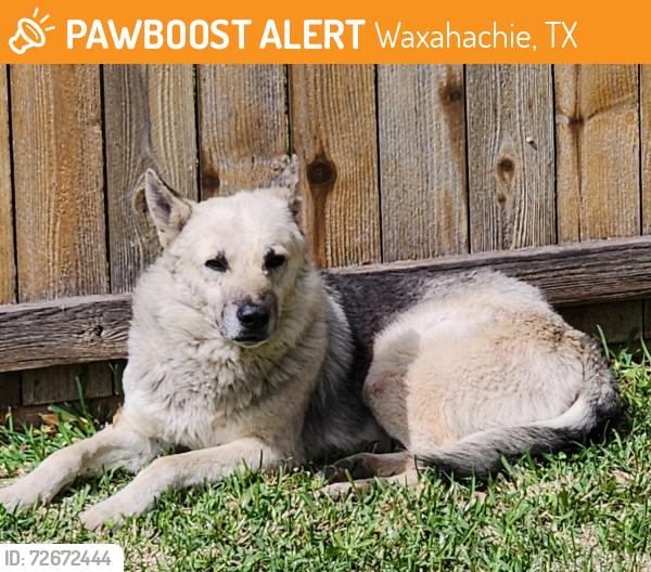 Found/Stray Male Dog last seen Off highway 77 & Tracy Lane, Waxahachie, TX 75165