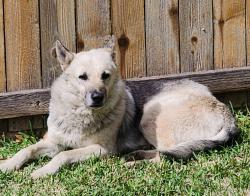 Found/Stray Male Dog last seen Off highway 77 & Tracy Lane, Waxahachie, TX 75165