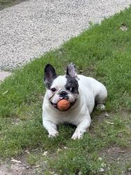 Lost Male Dog last seen Lockwood terrace , West Hartford, CT 06119