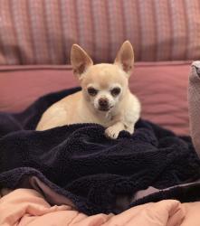 Lost Male Dog last seen 5th Street across from Dance Palace, Point Reyes Station, CA 94956