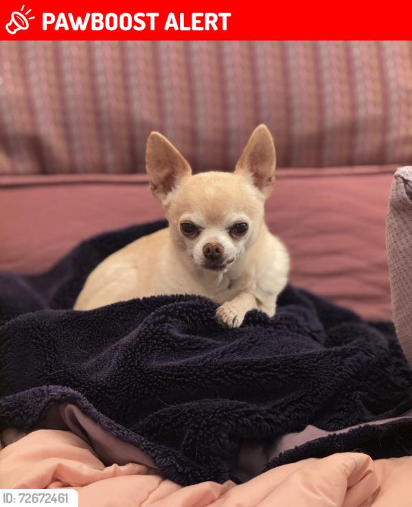 Lost Male Dog last seen 5th Street across from Dance Palace, Point Reyes Station, CA 94956