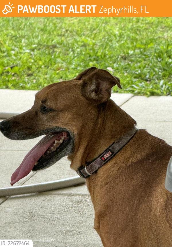 Found/Stray Unknown Dog last seen Chancey and Autumn Palm, Zephyrhills, FL 33541