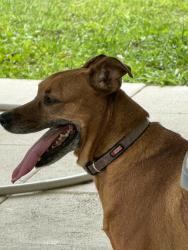 Found/Stray Unknown Dog last seen Chancey and Autumn Palm, Zephyrhills, FL 33541