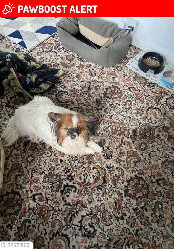 Lost Male Dog last seen Fairview Road, Birkenhead, England CH43