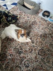 Lost Male Dog last seen Fairview Road, Birkenhead, England CH43