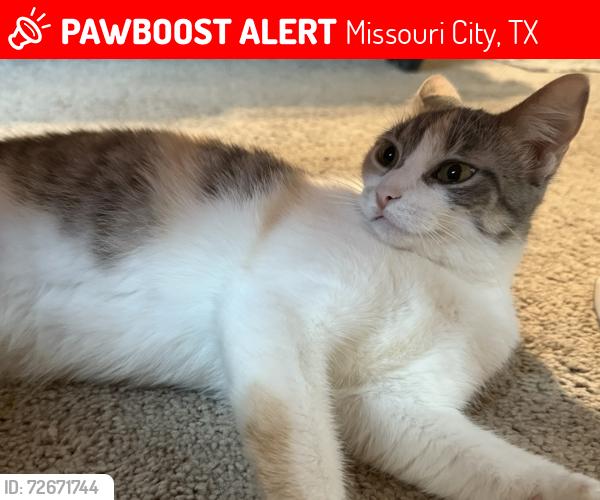 Lost Female Cat last seen Near the hse backyard, Missouri City, TX 77489
