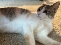 Lost Female Cat last seen Near the hse backyard, Missouri City, TX 77489