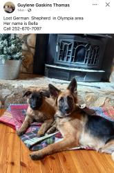 Lost Female Dog last seen Olympia Rd, New Bern, NC 28560