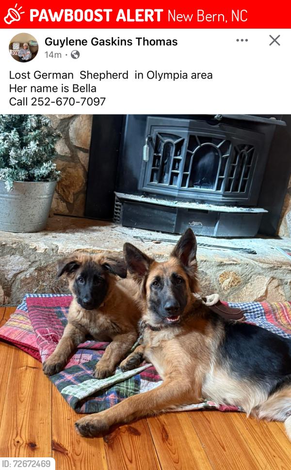 Lost Female Dog last seen Olympia Rd, New Bern, NC 28560