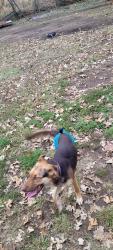 Lost Male Dog last seen Locust St or Cole Creek Rd near North end of Atlanta ks , Atlanta, KS 67008
