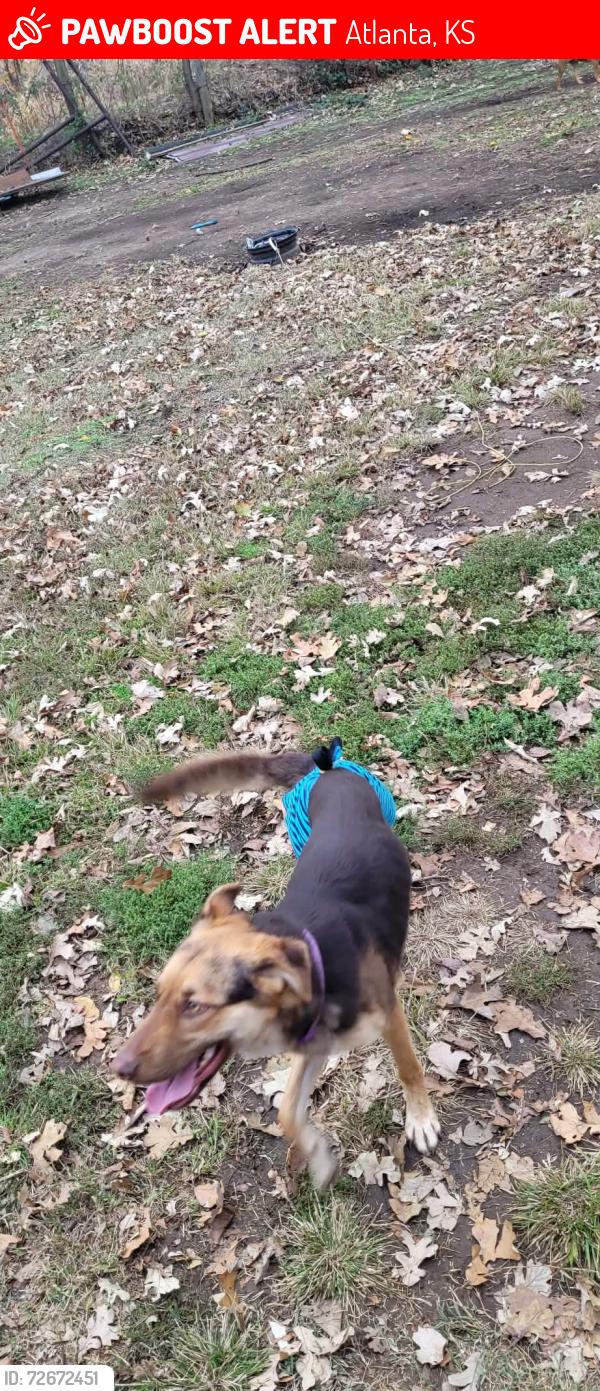 Lost Male Dog last seen Locust St or Cole Creek Rd near North end of Atlanta ks , Atlanta, KS 67008