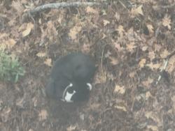 Found/Stray Unknown Dog last seen Young Rd , Redan, GA 30058
