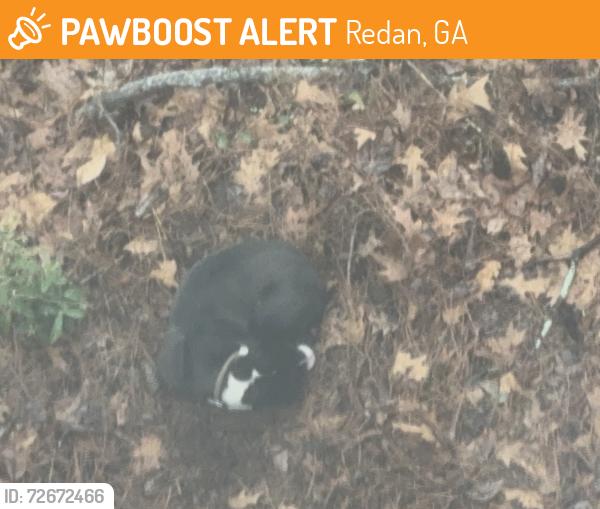 Found/Stray Unknown Dog last seen Young Rd , Redan, GA 30058
