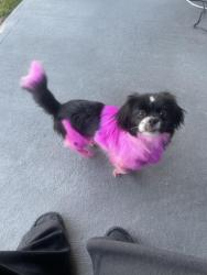 Found/Stray Female Dog last seen Near gated community in Wildwood at Oakcrest, Cypress, TX 77429