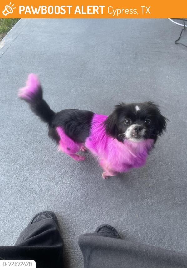 Found/Stray Female Dog last seen Near gated community in Wildwood at Oakcrest, Cypress, TX 77429