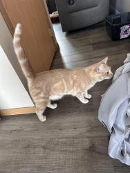 Found/Stray Male Cat last seen North of I-90 and cliff, Sioux Falls, SD 57104