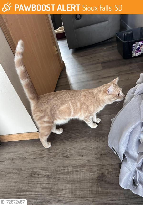 Found/Stray Male Cat last seen North of I-90 and cliff, Sioux Falls, SD 57104