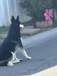 Found/Stray Unknown Dog last seen Hughes and Dakota four season mobile  , Fresno, CA 93722