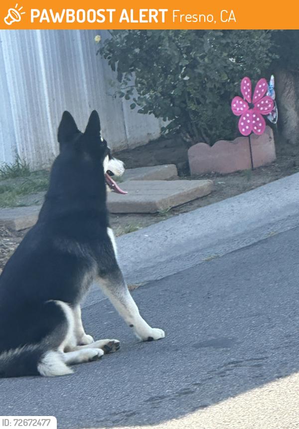 Found/Stray Unknown Dog last seen Hughes and Dakota four season mobile  , Fresno, CA 93722