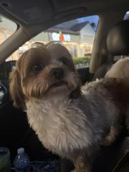Found/Stray Female Dog last seen West palmetto, Palm Beach County, FL 33428