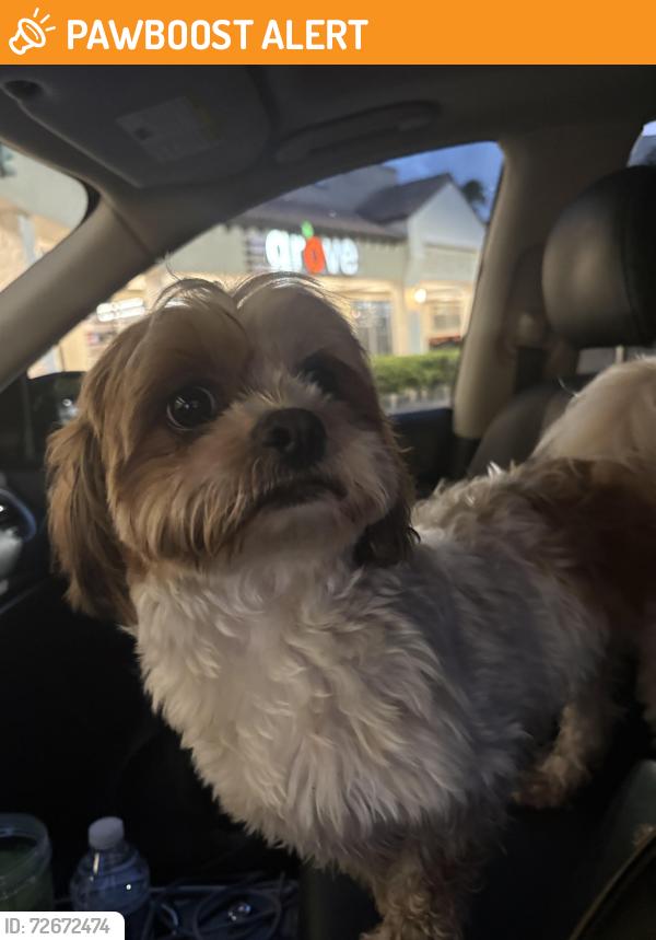 Found/Stray Female Dog last seen West palmetto, Palm Beach County, FL 33428