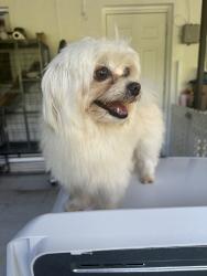 Found/Stray Unknown Dog last seen Near , Cutler Bay, FL 33189