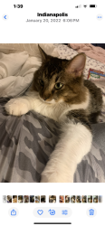 Lost Female Cat last seen Near st and Germanchurch rd in the Silver stream  addition , Lawrence, IN 46235