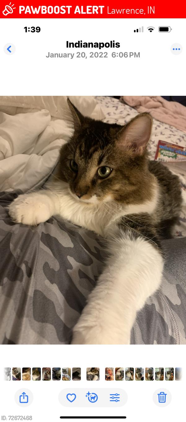 Lost Female Cat last seen Near st and Germanchurch rd in the Silver stream  addition , Lawrence, IN 46235