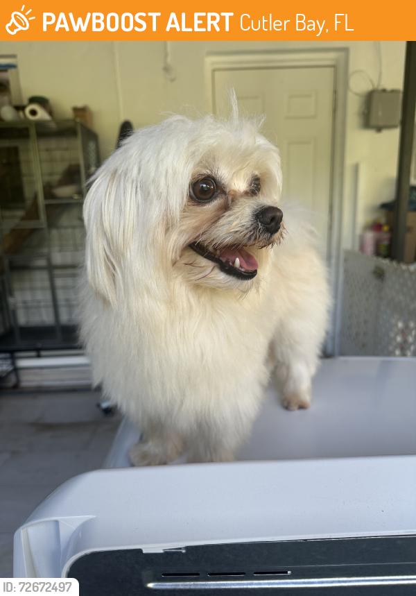 Found/Stray Unknown Dog last seen Near , Cutler Bay, FL 33189
