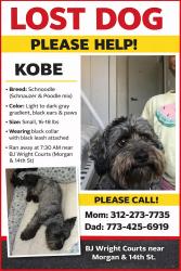 Lost Male Dog last seen Morgan & 14th st, Chicago, IL 60608