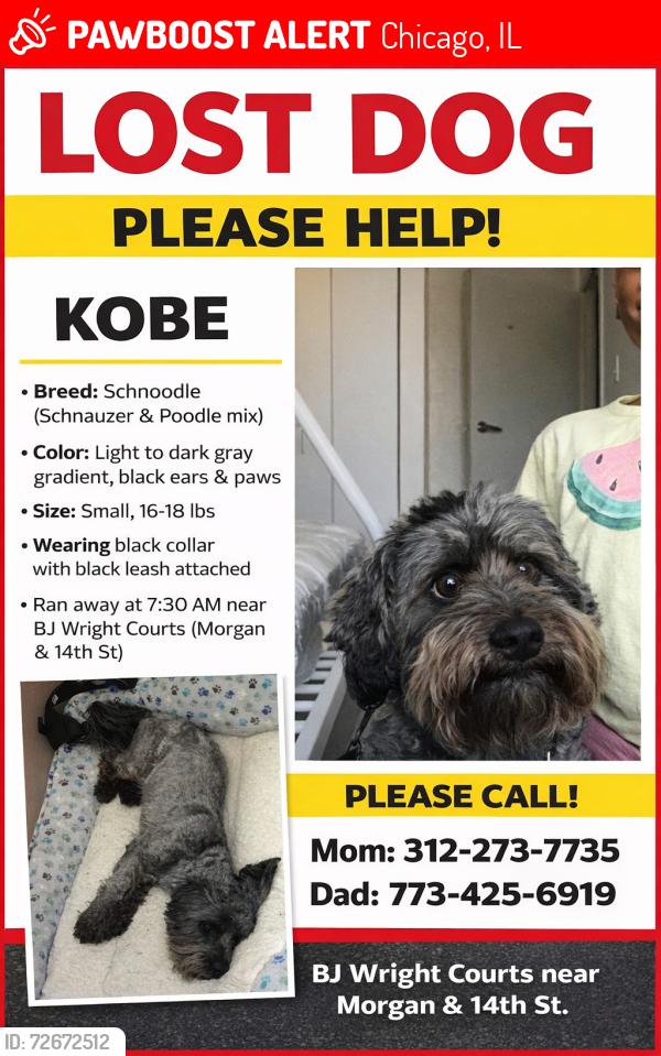 Lost Male Dog last seen Morgan & 14th st, Chicago, IL 60608