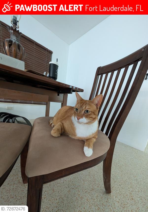 Lost Male Cat last seen N Andrews  Ave , Fort Lauderdale, FL 33309