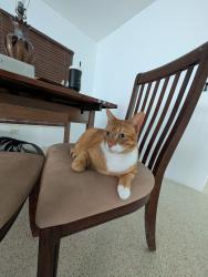 Lost Male Cat last seen N Andrews  Ave , Fort Lauderdale, FL 33309
