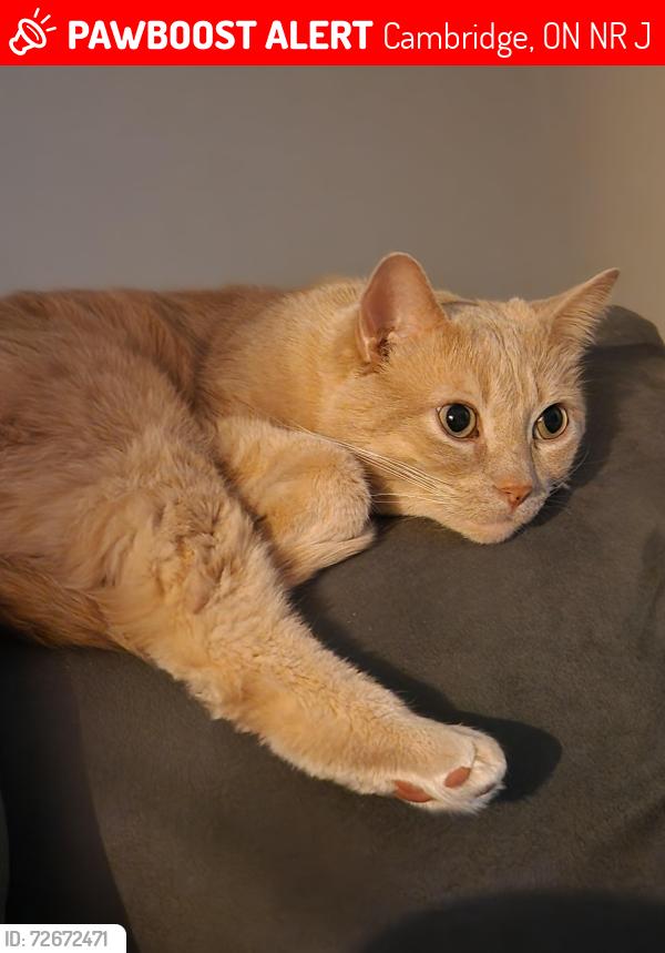 Lost Male Cat last seen Elgin/Woolley , Cambridge, ON N1R 5J7