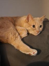 Lost Male Cat last seen Elgin/Woolley , Cambridge, ON N1R 5J7
