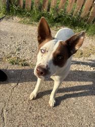 Lost Female Dog last seen Kiest blvd , Dallas, TX 75224
