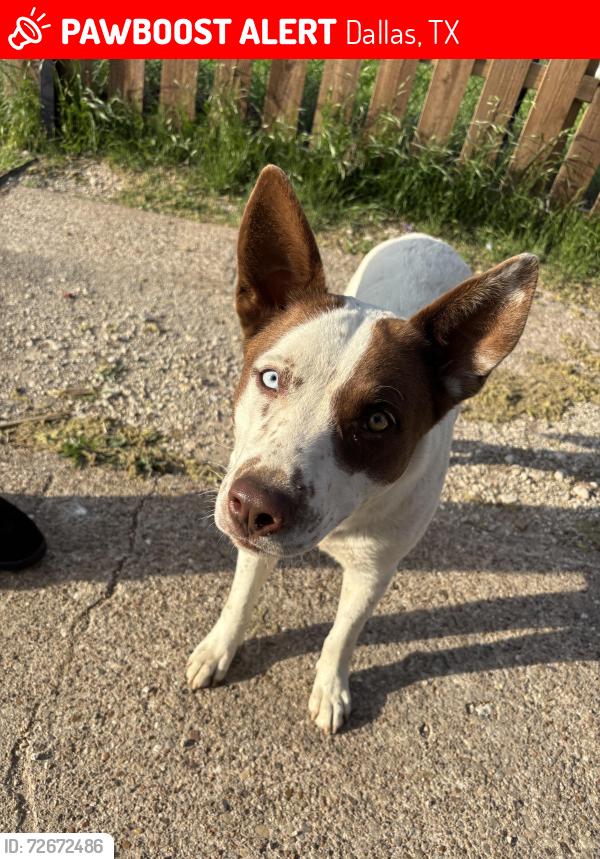 Lost Female Dog last seen Kiest blvd , Dallas, TX 75224